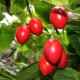 What is tamarillo and how to grow it?