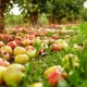 Hvad er faldende æbler, og hvad skal man gøre med dem?