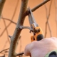 Making pear pruning in autumn