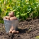 Phasen der Vorbereitung von Kartoffeln zum Pflanzen