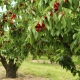 Dove e come piantare le ciliegie?