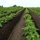 Mod olandez de a planta cartofi