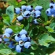 窗台上的蓝莓：一年四季都在生长