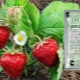 Using boric acid for strawberries