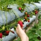 Brug af Fitosporin til jordbær