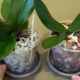 Použití pěnového skla pro orchideje