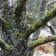 How to deal with lichen and moss on apple trees?