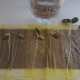 Cum să germinăm rapid semințele de dovlecel?