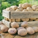 Cum se păstrează cartofii în pivniță?