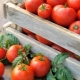 How to store tomatoes?