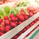 How to store radishes?