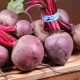 How to store beets?