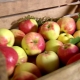 How to store apples in the cellar for the winter?