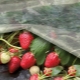 How and what to cover strawberries for the winter?