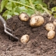 Hoe en wanneer aardappelen graven?