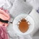 How to get rid of bed bugs at home?