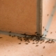 Hvordan slippe af med myrer i huset med folkemedicin?