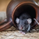 Kako se otarasiti miševa?
