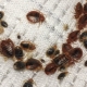 How do bedbugs appear in an apartment and how to get rid of them?