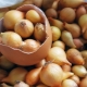 Come puoi conservare i set di cipolle prima di piantare?