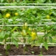 Hvordan kan peberfrugter bindes op i et drivhus?