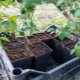 How can blackberries be propagated?