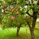 Hvordan kan et æbletræ formeres?