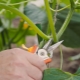 如何在温室里切黄瓜？