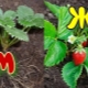 How to distinguish female from male strawberry bushes?