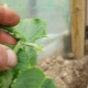 Hvordan klemmer man agurker i et drivhus?