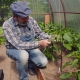 Hvordan kniber man peberfrugt i et drivhus?