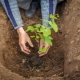 Wie verpflanzt man Trauben?
