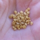 ¿Cómo preparar semillas de berenjena para sembrar?
