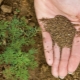 Jak připravit semena mrkve na výsadbu?