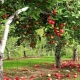 How to prepare apple trees for winter?