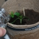 How to feed tomato seedlings with hydrogen peroxide?