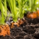 Wie pflanzt man Karotten, um nicht auszudünnen?