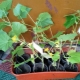 Wie pflanzt man überwachsene Gurkensämlinge?
