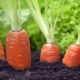 Cum să semănați morcovii astfel încât să înmugurească repede?