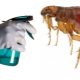 How do fleas appear in an apartment and how to get rid of them?