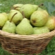 How to store pears correctly?