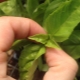 Hvordan klemmer man peberfrugt korrekt?