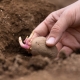 Comment planter des pommes de terre : pousses vers le haut ou vers le bas ?