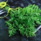 How to cut dill properly?