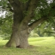 How to grow an oak properly?