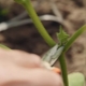 Comment pincer les concombres dans une serre?