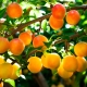How to plant an apricot on a plum?