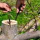 How to plant an apple tree in the spring on an old tree?