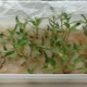 ¿Cómo germinar semillas de pimiento para plántulas?