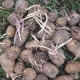¿Cómo se multiplican las patatas?